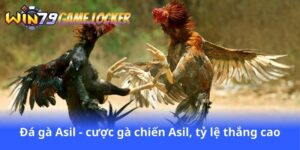 da-ga-asil-cuoc-ga-chien-asil-ty-le-thang-cao