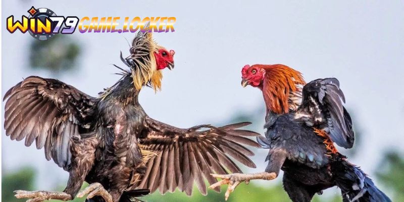 Giới thiệu về đá gà Asil