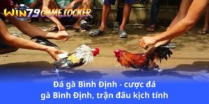 da-ga-binh-dinh-cuoc-da-ga-binh-dinh-tran-dau-kich-tinh