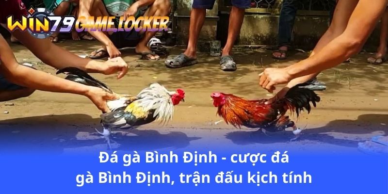 da-ga-binh-dinh-cuoc-da-ga-binh-dinh-tran-dau-kich-tinh