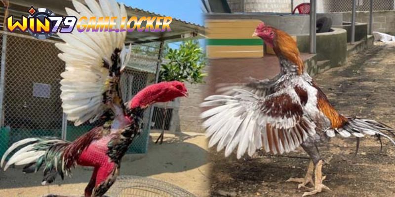 Giới thiệu về đá gà cựa dao Philippines