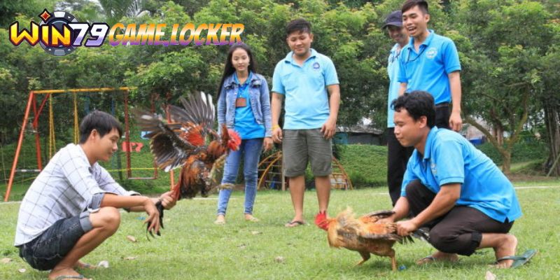 Chiến lược để thắng lớn trong cược đá gà