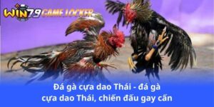 da-ga-cua-dao-thai-da-ga-cua-dao-thai-chien-dau-gay-can