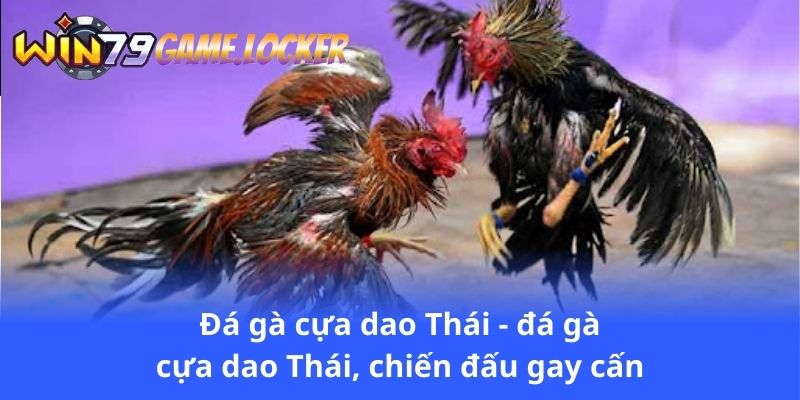 da-ga-cua-dao-thai-da-ga-cua-dao-thai-chien-dau-gay-can