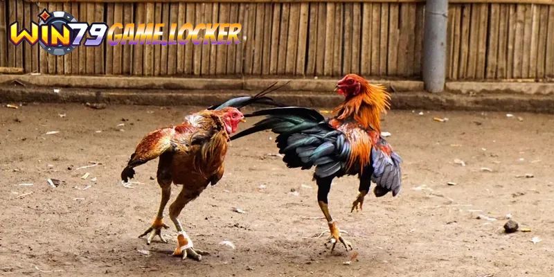 Luật chơi và cách thức thi đấu